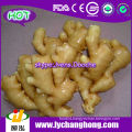 Fresh Ginger For UK Market/United Kingdom Market